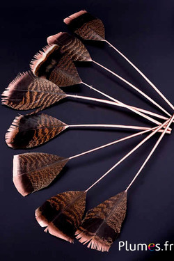 Bronzetruthahn Bronzespitze - 29-35 cm - natur